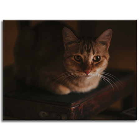 Canvas Print Animals Cat 40x30 cm