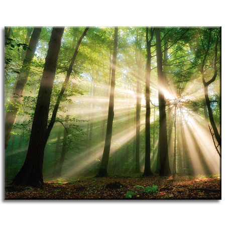 Canvas Print Sun in the Forest Trees Nature 50x40 cm