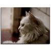 Canvas Print Animals White Cat 40x30 cm
