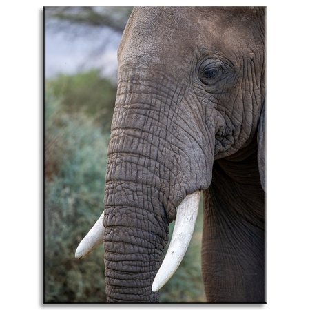 Canvas Print Animals Elephant 30x40 cm