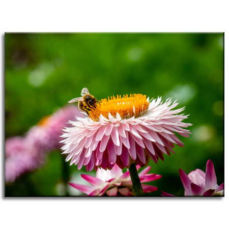 Canvas Print Botany Bee on Daisy 40x30 cm