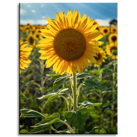 Canvas Print Botany Sunflower Field 30x40 cm