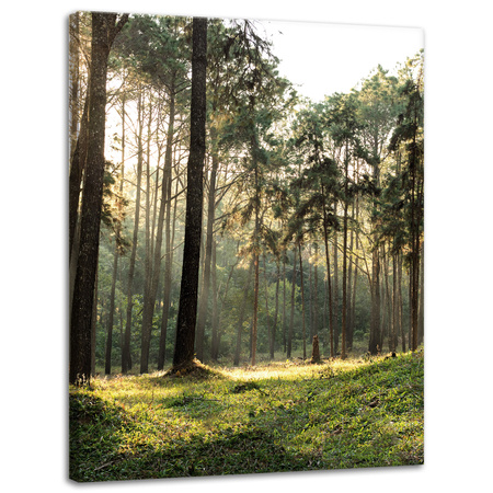 Canvas Print Forest Trees Sun Nature 30x40 cm