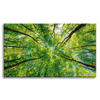 Canvas Print Trees Leaves Nature Forest Spring 70x50 cm