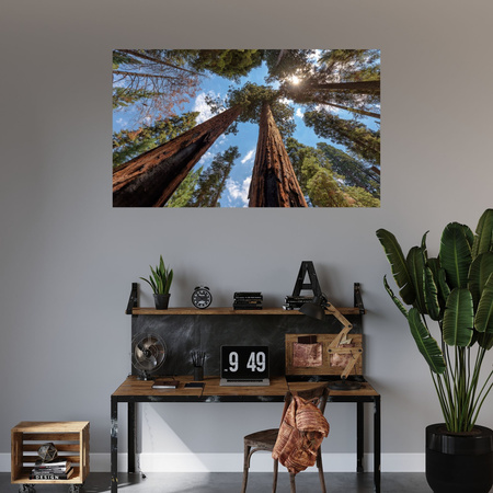 Canvas Print Tall Trees Sky Nature Sun 120x80 cm