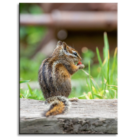 Canvas Print Animals Squirrel 30x40 cm