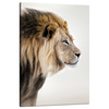 Canvas Print Gazing Lion Nature Face 80x120 cm