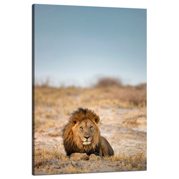 Canvas Print Lion on the Savannah Nature Wildlife 80x120 cm