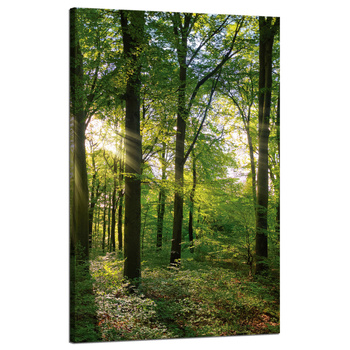 Canvas Print Sun Forest Trees Rays of Light 50x80 cm
