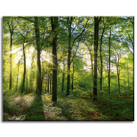 Canvas Print Sun Forest Trees Rays of Light 50x40 cm