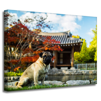 Canvas Print Animals Dog_2 40x30 cm