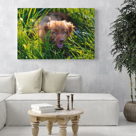 Canvas Print Animals Dog in the Grass 100x80 cm