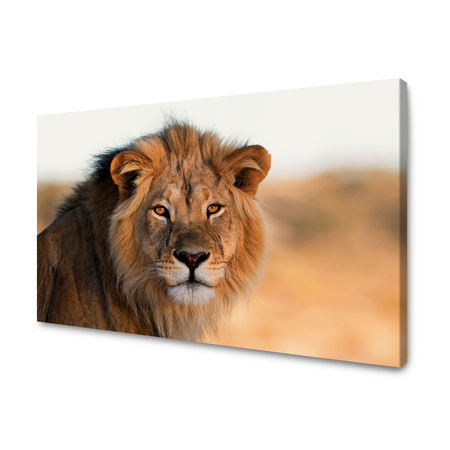Canvas Print Lion Face in Sunlight 100x80 cm