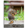 Canvas Print Animals Squirrel 30x40 cm