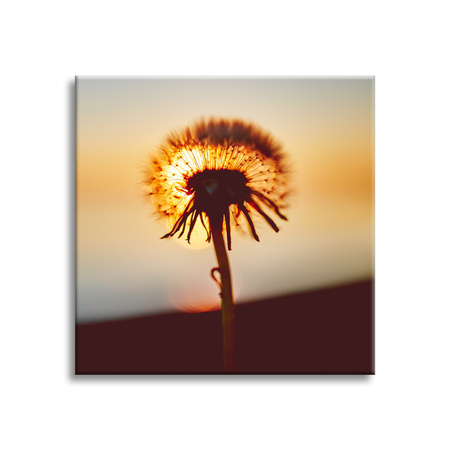 Canvas Print Botany Dandelion 40x40 cm