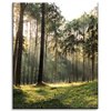 Canvas Print Forest Trees Sun Nature 40x50 cm