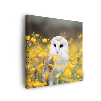 Canvas Print White Owl Flowers Nature Meadow 90x90