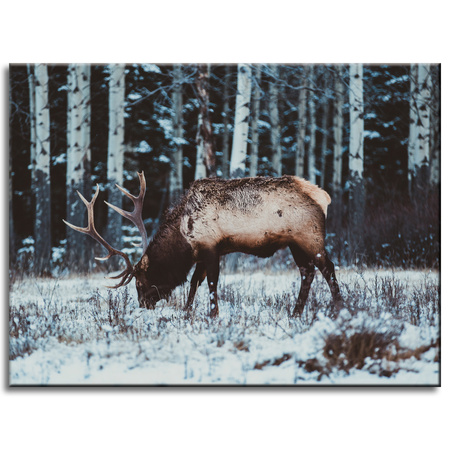 Canvas Print Animals Canadian Deer 40x30 cm