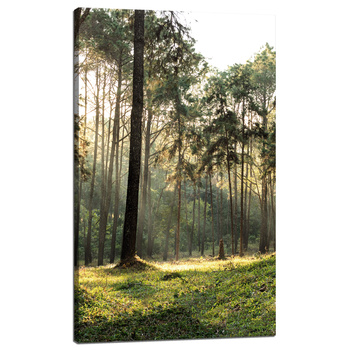 Canvas Print Forest Trees Sun Nature 60x100 cm
