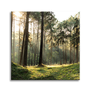 Canvas Print Forest Trees Sun Nature 60X60 cm
