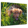 Canvas Print Animals Dog in the Grass 100x80 cm