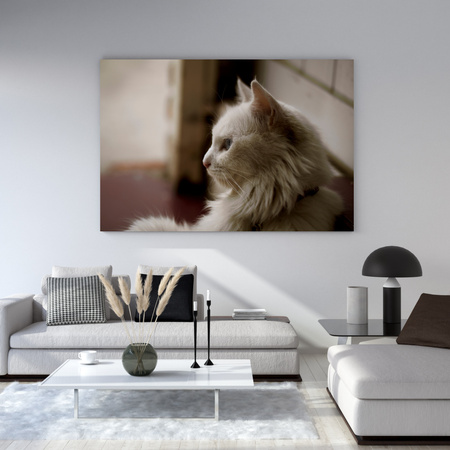 Canvas Print Animals White Cat 40x30 cm