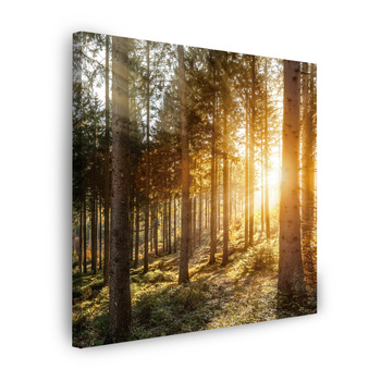 Canvas Print Birch Trees Sun Morning 60X60 cm