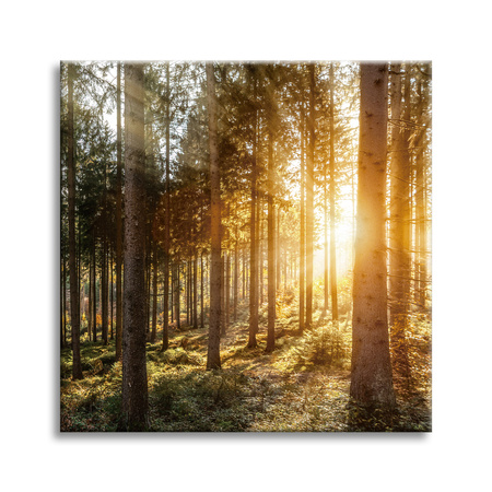 Canvas Print Birch Trees Sun Morning 50X50 cm