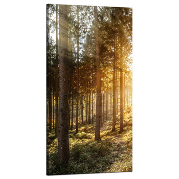 Canvas Print Birch Trees Sun Morning 60x120 cm