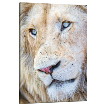 Canvas Print Bright Lion Face Blue Eyes 80x120 cm