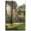 Canvas Print Forest Trees Sun Nature 60x90 cm