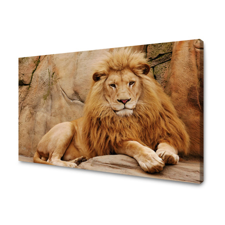 Canvas Print Animal Lying on Rock Nature 100x80 cm