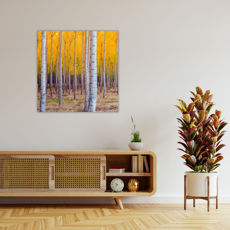 Canvas Print Birch Trees Autumn Yellow Leaves 90X90 cm