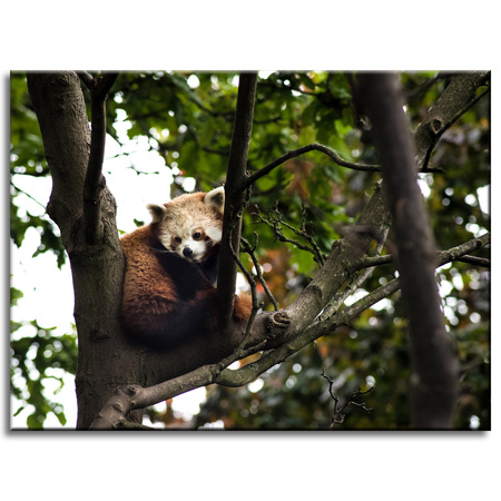 Canvas Print Animals Red Panda 40x30 cm