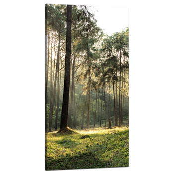 Canvas Print Forest Trees Sun Nature 60x120 cm