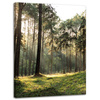 Canvas Print Forest Trees Sun Nature 30x40 cm