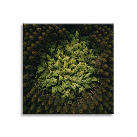 Canvas Print Nature Trees from a Bird's Eye View 90x90