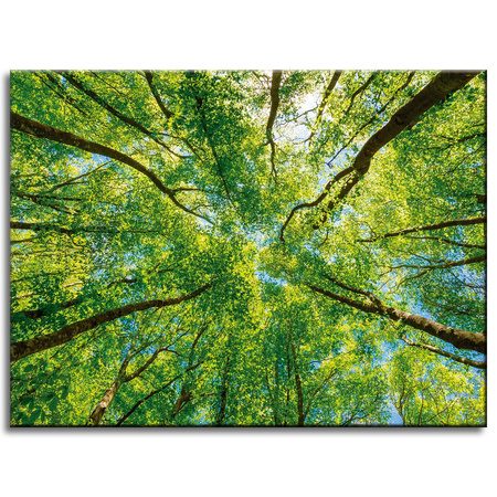 Canvas Print Trees Leaves Nature Forest Spring 40x30 cm