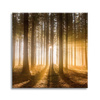 Canvas Print Sun in the Forest Light Tree 80X80 cm