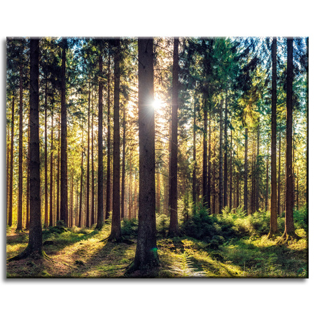 Canvas Print Forest Sun Trees Spring Morning 50x40 cm