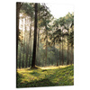 Canvas Print Forest Trees Sun Nature 60x90 cm