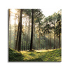 Canvas Print Forest Trees Sun Nature 50X50 cm