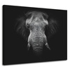Canvas Print Gray Elephant Face Trunk Tusks 100x80 cm