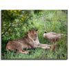 Canvas Print Animals Lionesses 40x30 cm