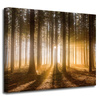 Canvas Print Sun in the Forest Light Tree 50x40 cm