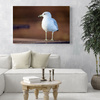 Canvas Print Animals Seagull 40x30 cm