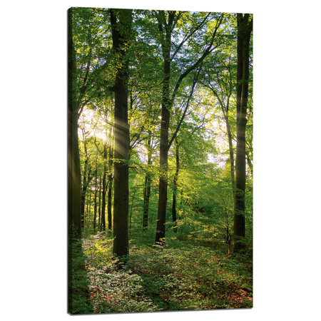Canvas Print Sun Forest Trees Rays of Light 60x100 cm