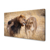 Canvas Print Lion Couple Love Savannah Nature 100x80 cm