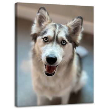 Canvas Print Animals Husky Dog 30x40 cm