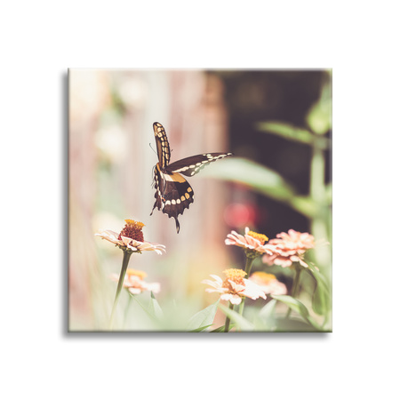 Canvas Print Nature Insect Butterfly Flowers Spring Summer 90x90